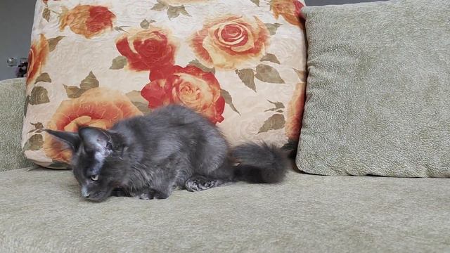 котик мейн-кун голубой солид 3.5 мес смотреть онлайн
