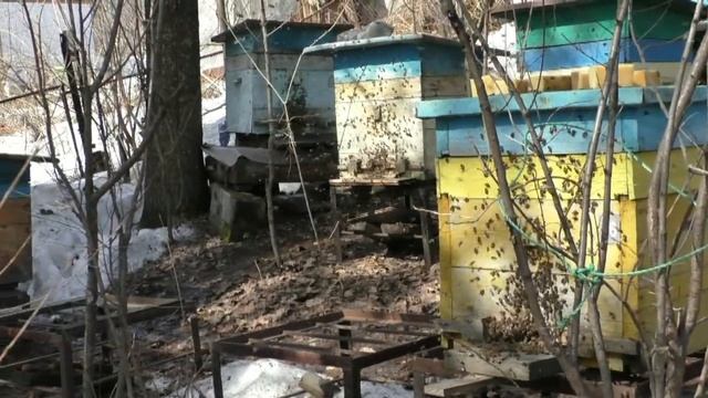 Когда лучше весной выставлять пчел и что еще сделать