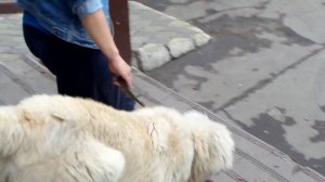 Дрессировка щенка кавказской овчарки. Работа над ошибками или Не мешайте собаке ошибаться.