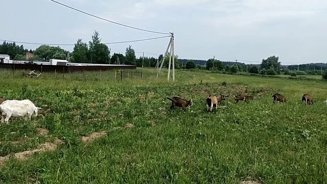 Пропускаем доение козы. Последствия...// Пробежим по огороду смотреть онлайн