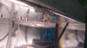 Последствия ошибок. Инкубация икры скалярий.