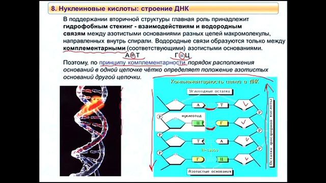Биохимия за 3 лекции. Статическая биохимия (часть 2) смотреть онлайн