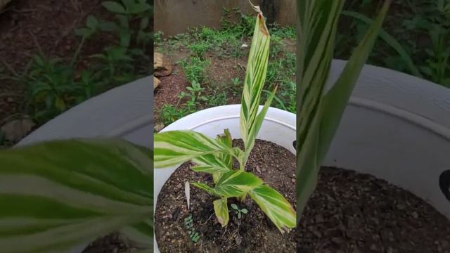 Alpinia Zerumbet, Commonly Known As shell Ginger, Is A perennial species of ginger native To Asia