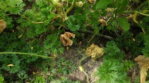 Заглубленная теплица. 5 неоспоримых плюсов для длительного выращивания растений без дополнительного