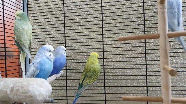 До какого возраста можно гнездить волнистых попугаев? Любовь Ромео и Фиалки смотреть онлайн