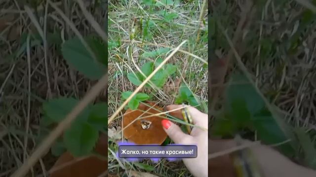 Нашла полянку грибов маслят в смешанном лесу смотреть онлайн