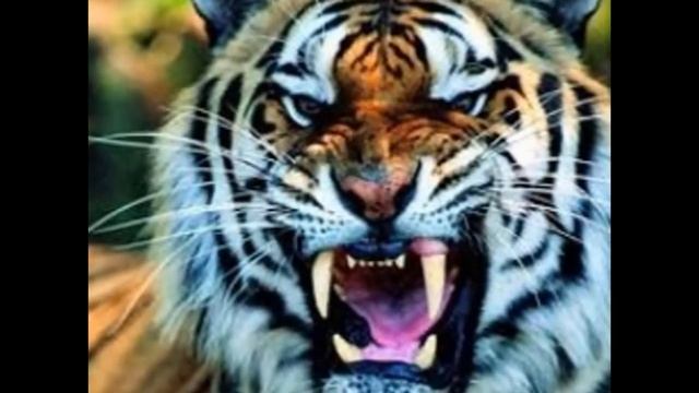 тигр самая большая кошка вмире,если кто не знает, смотреть онлайн