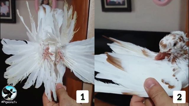 Какой самый красивый узбекский голубь ؟ | Which is the most beautiful Uzbek ؟ смотреть онлайн