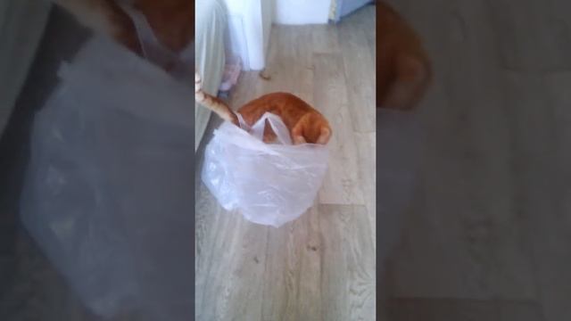 Кайфовый целофан(1) смотреть онлайн