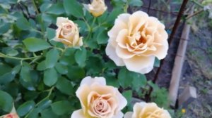 РОЗА ХАНИ ДИЖОН (Honey Dijon). 6 августа 2023 года. УКРАИНА 🇺🇦