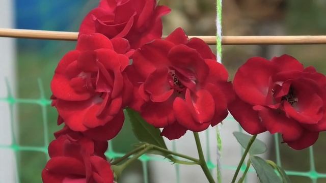 ВЯЖЕТ БЕРЕЗОВЫЕ ВЕНИКИ| #ДЕРЕВЕНСКИЕБУДНИ смотреть онлайн