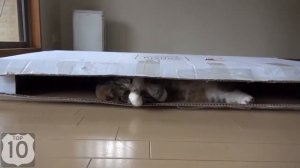 Как коты пукают:D