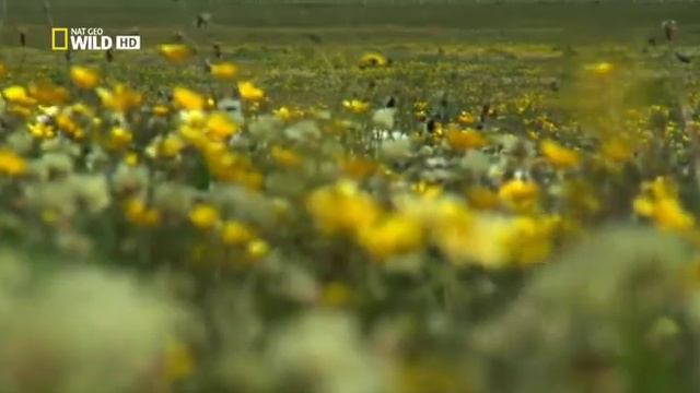 Дикая Шотландия Гебридские острова (Серия 3) смотреть онлайн