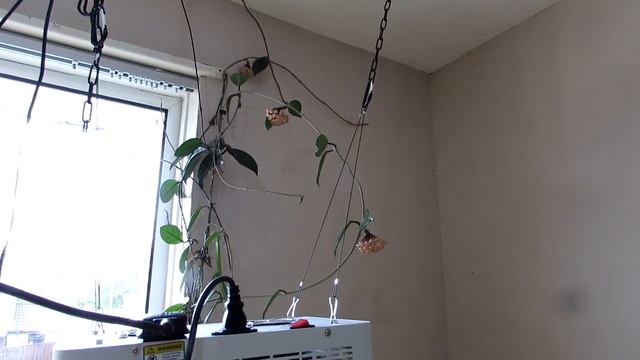 Selenicereus grandiflorus Cactus buds & My Hoya Plants & Orchids in Bud & Bloom. смотреть онлайн