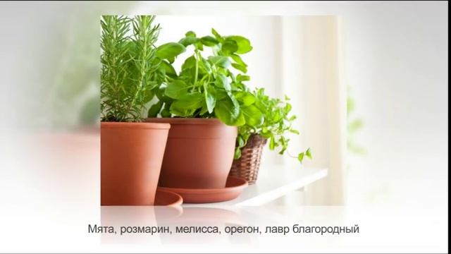 АРОМАТНЫЕ комнатные растения | Самые душистые цветы смотреть онлайн