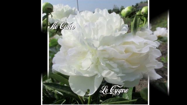 Піони білі, біло-рожеві і жовтоваті. смотреть онлайн