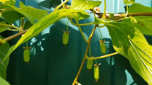 АКТИНИДИЯ (мини Киви) РАСТЕТ в ПОДМОСКОВЬЕ! ТопСад смотреть онлайн