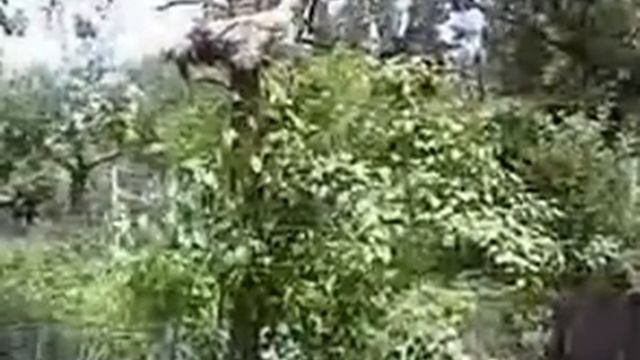 Петушок кудахчет смотреть онлайн