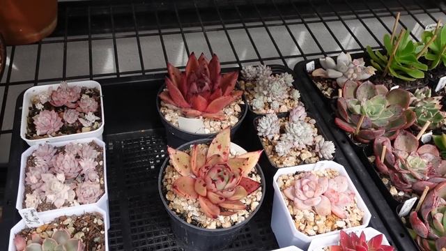 Found a Rare Desert Black & Drowned My Romeos | VLOG #152 Succulents & Coffee with Liz смотреть онлайн