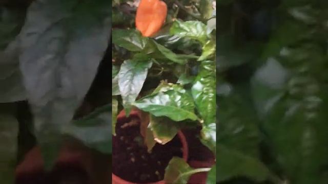 Супер перец Naga Apricot, hotpepper, смотреть онлайн
