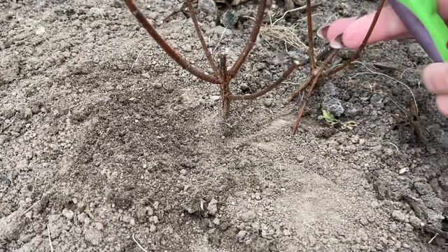 Формировка метельчатой гортензии весной смотреть онлайн