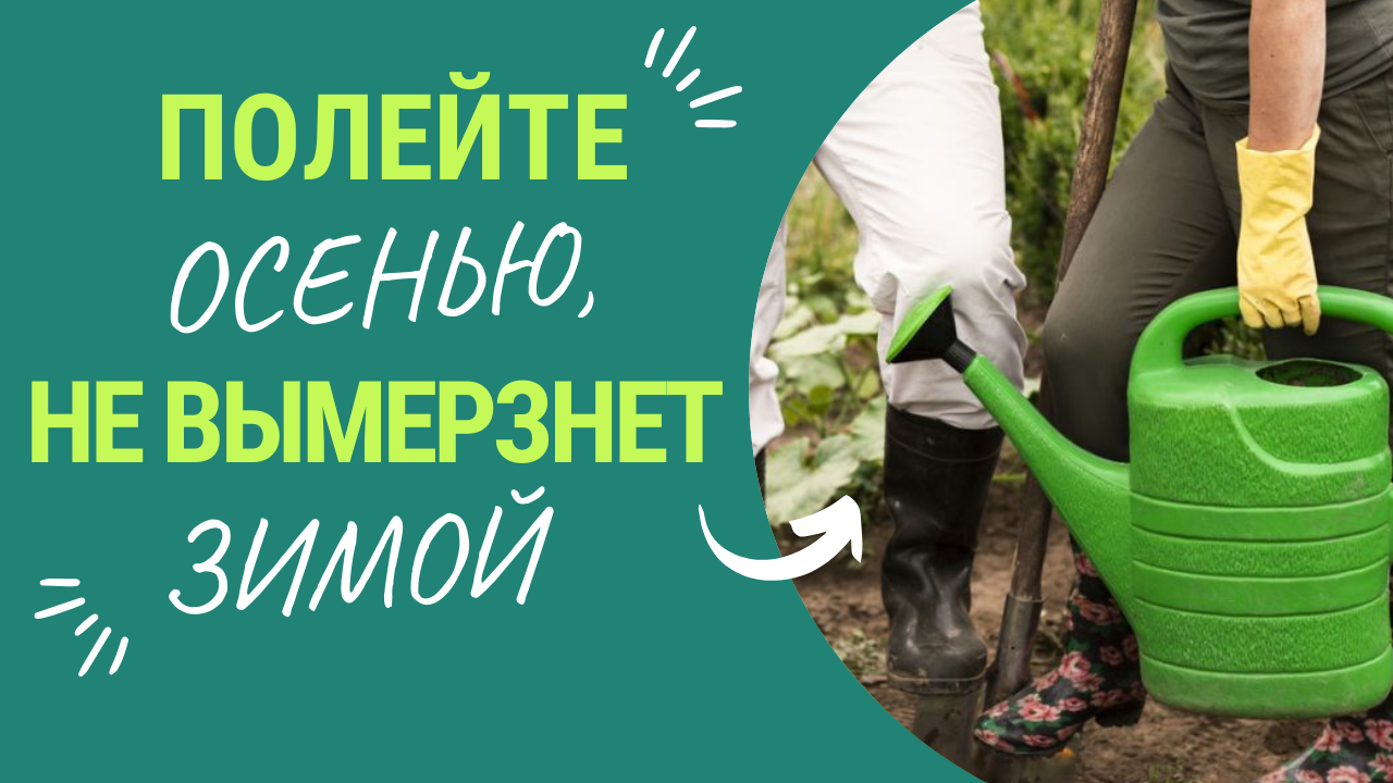 Влагозарядочный полив! Полейте осенью, чтоб не вымерзло зимой смотреть онлайн