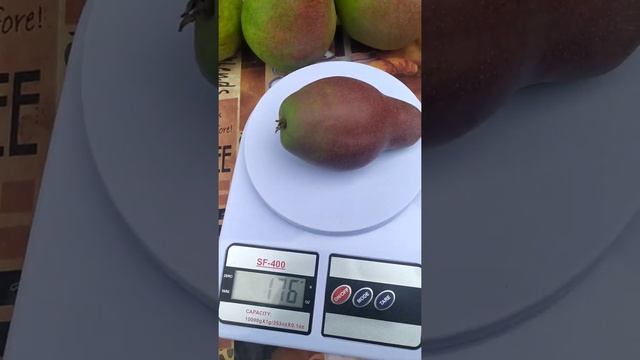 осенние сорта груш Беларуси 2022 - взвешивание! смотреть онлайн