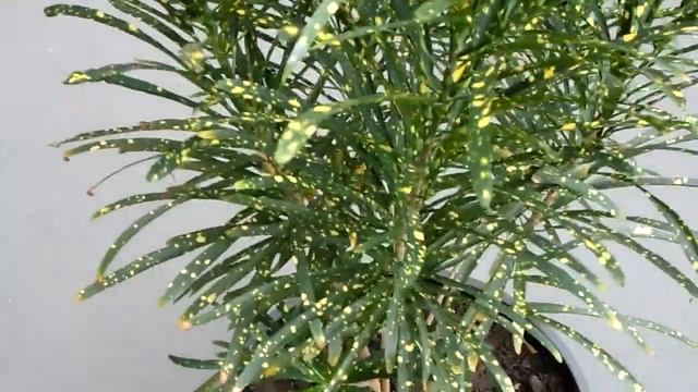 Croton Pictum Spot - III