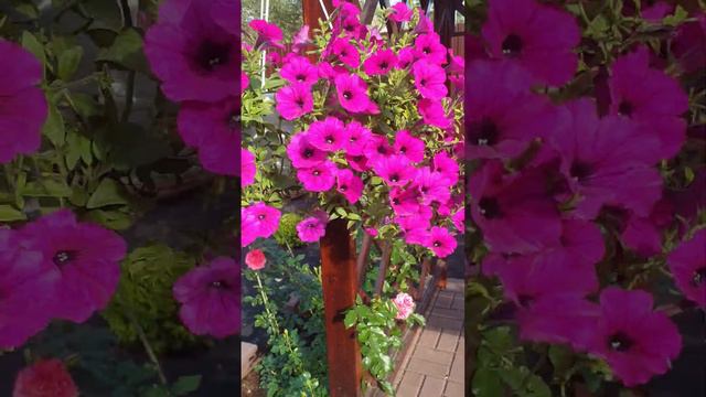 Петуния ампельная Опера Парпл цветёт. 24 сентября 2023 г. смотреть онлайн