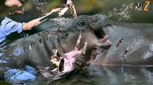 Бегемот - интересные факты