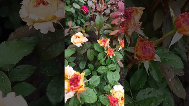 Каралуна роза смотреть онлайн