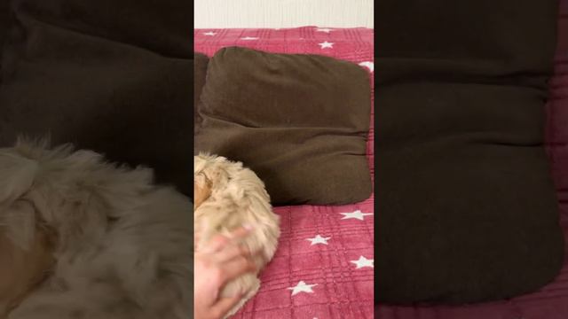 Мальтипу Ф1 Оливьешки⭐️⭐️⭐️ смотреть онлайн