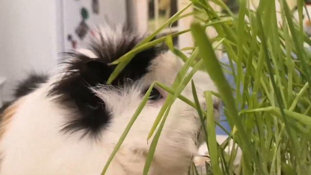 Еда для морских свинок смотреть онлайн