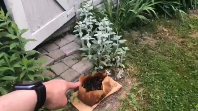 June 2020 Garden Tour with Shiba Inu Puppy! смотреть онлайн