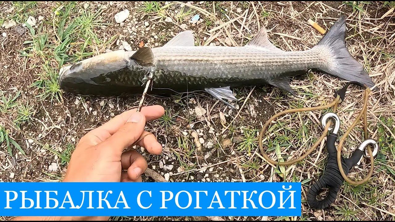 Рыбалка с РОГАТКОЙ! Десятиместный САП и хвостокол на углях - СПЕЦВЫПУСК из отпуска! смотреть онлайн