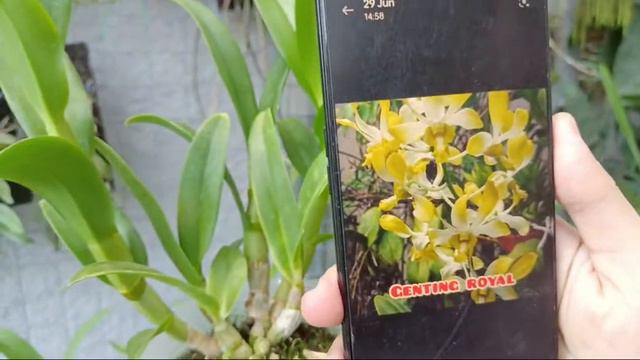 Yuk Diborong Anggrek Dendrobium Spike N Knop Murah Meriah смотреть онлайн