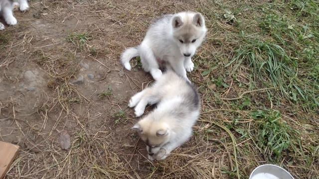Щенок Сибирской хаски играет смотреть онлайн