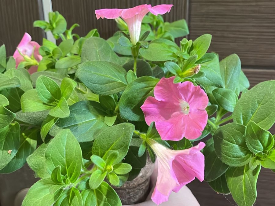 Черенкование петуний, петхоа,сурфиний и хризантем #петунии #петхоа #сурфиния #хризантема #черенки смотреть онлайн