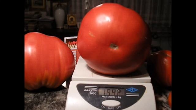 ogromny pomidor 1,5 kg !!!! Ponderosa Pink tomato.StarTV смотреть онлайн