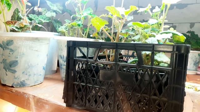 ЧТО РАСТЁТ В МОЕЙ ПРИСТРОЙКЕ. ПРИГЛАШАЮ НА ОБЗОР МОИХ РАСТЕНИЙ. смотреть онлайн