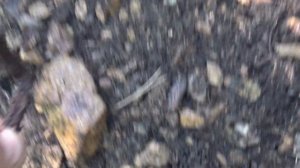 Поиск самородного золота металлоискателем!!!