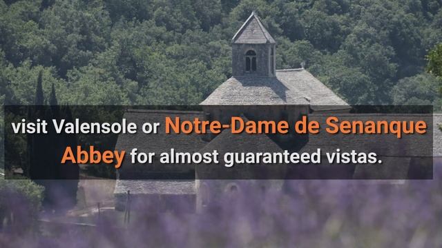 A quick guide to visiting Provence's blooming lavender fields смотреть онлайн