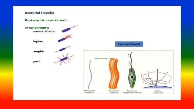 GENERAL CHARACTERISTICS OF MICROORGANISMS смотреть онлайн