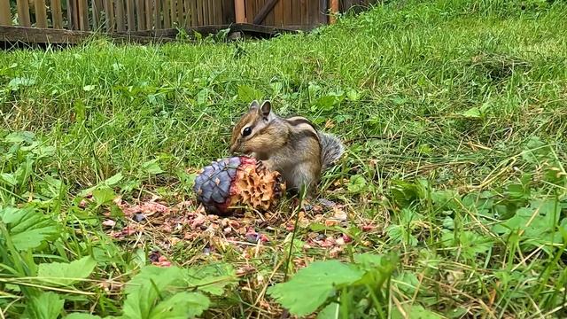 БУРУНДУК и ШИШКА смотреть онлайн