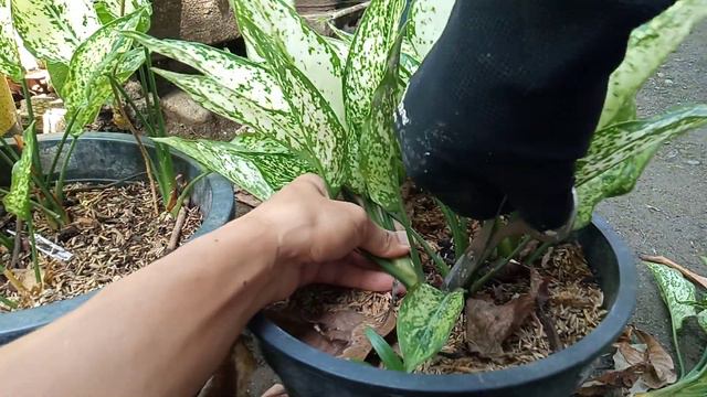 GANITO LANG PARA LALONG DUMAMI SNOW WHITE AGLAONEMA смотреть онлайн