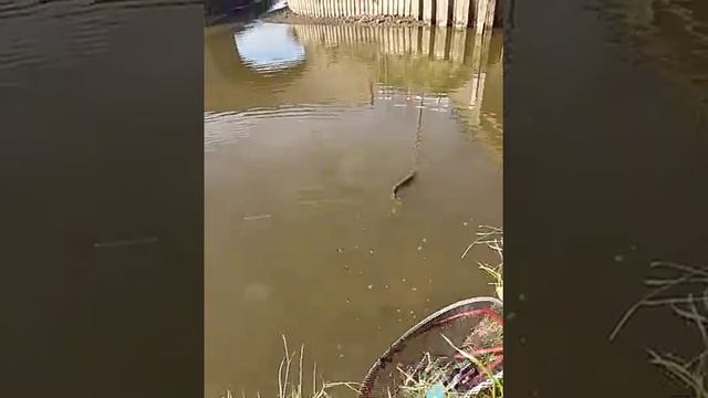 Особенности Английской рыбалки 1ч. смотреть онлайн