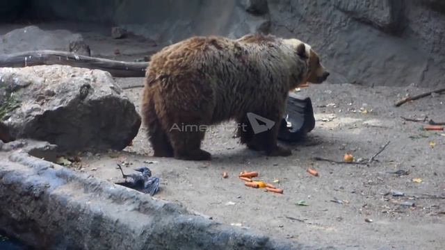 Животные спасают! Люди берите пример! смотреть онлайн