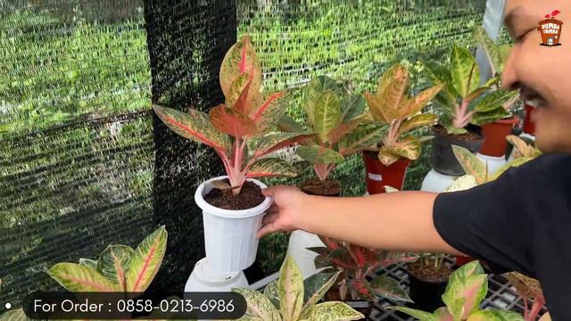 GREEN HOUSE YANG ISI NYA FULL AGLAONEMA LOKAL GREG SERIES TERLENGKAP DI MAGELANG‼️ смотреть онлайн