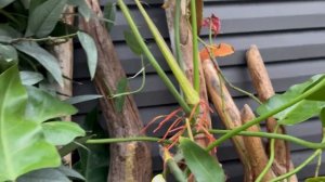 Nelly builds an amazing Living wall (start to finish) with results. How to build a living wall dyi