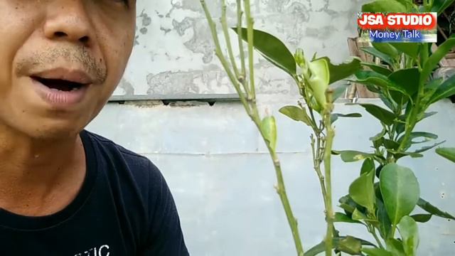Backyard Farming | How to make calamansi tree bear fruits | Calamansi tree in a container смотреть онлайн